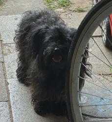 Found/Stray Female Dog last seen Michell and J st, Fort Worth, TX 76111