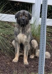 Found/Stray Unknown Dog last seen Old Spartanburg, Greer, SC 29650