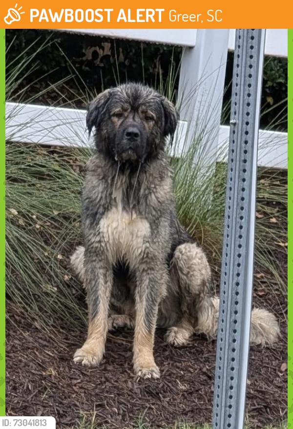 Found/Stray Unknown Dog last seen Old Spartanburg, Greer, SC 29650