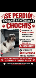 Lost Female Dog last seen Near W Iris Ave McAllen Tx, McAllen, TX 78501