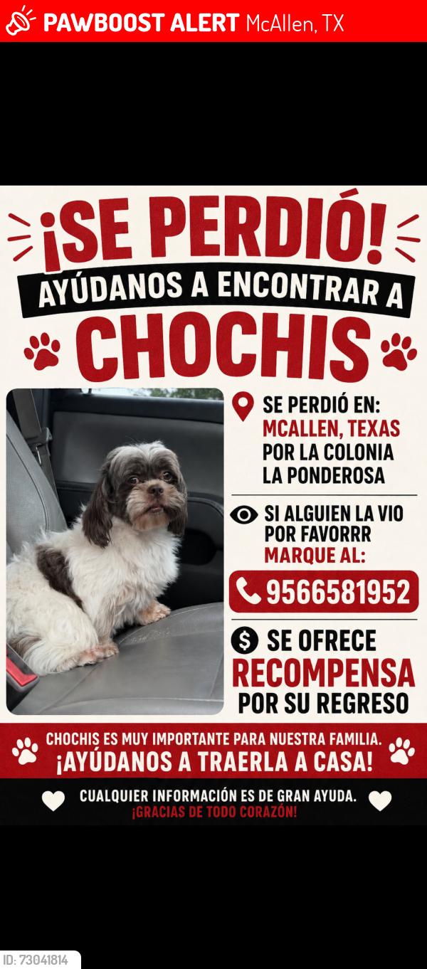 Lost Female Dog last seen Near W Iris Ave McAllen Tx, McAllen, TX 78501