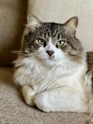 Lost Male Cat last seen Ocean Trace apmts and linkhorn apmts , Virginia Beach, VA 23451