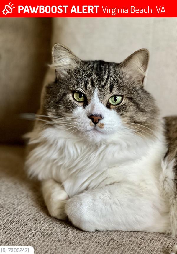 Lost Male Cat last seen Ocean Trace apmts and linkhorn apmts , Virginia Beach, VA 23451