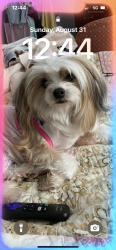 Lost Female Dog last seen Southocean Ave Patchogue 11772, Patchogue, NY 11772