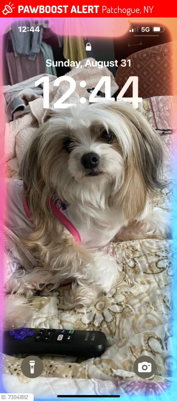 Lost Female Dog last seen Southocean Ave Patchogue 11772, Patchogue, NY 11772