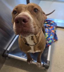 Shelter Stray Female Dog last seen Davisburg & I 75 Rest Area, DAVISBURG, MI, 48350, 1200 N Telegraph Building 42E, Pontiac, MI 48340, USA