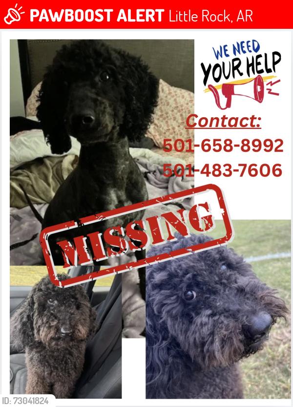 Lost Male Dog last seen Brookview Drive, Little Rock, AR 72209