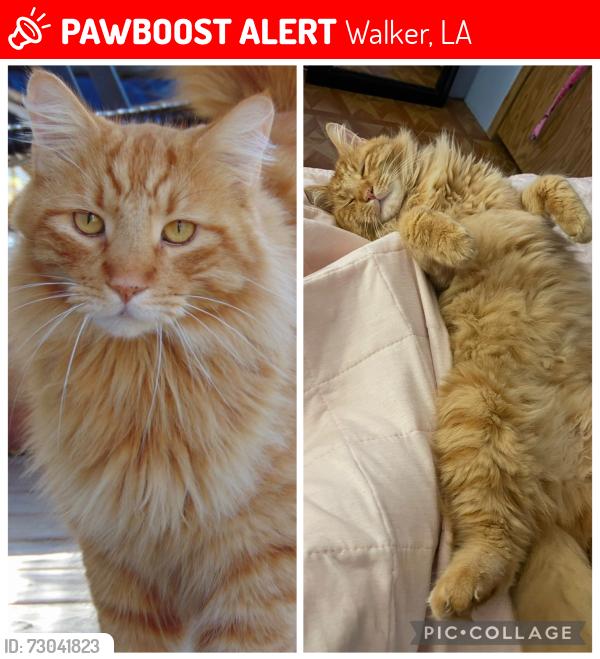 Lost Male Cat last seen Courtney rd and north corbin rd Walker la , Walker, LA 70785