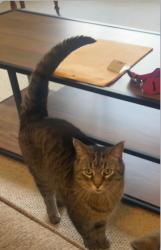 Lost Male Cat last seen Harrison Ave., Lake Lansing Rd and Abbott Rd. Harrison Meadows Park, East Lansing, MI 48823