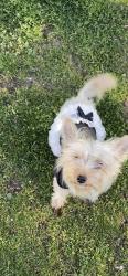 Reunited Female Dog last seen Brookside, Baldwin, NY 11510