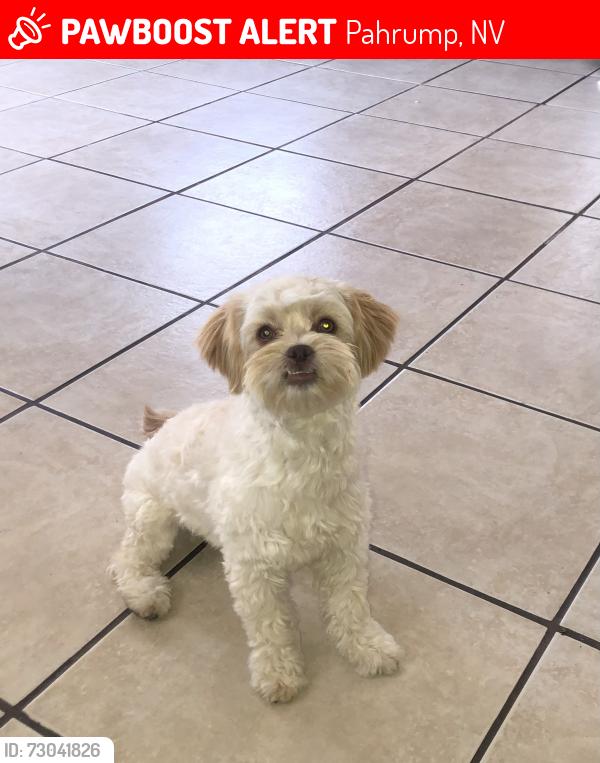 Lost Female Dog last seen Oakleaf & Alfalfa, Pahrump, NV 89048
