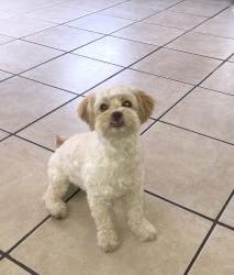 Lost Female Dog last seen Oakleaf & Alfalfa, Pahrump, NV 89048