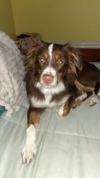 Lost Female Dog last seen Tallokas road, Moultrie, GA 31788