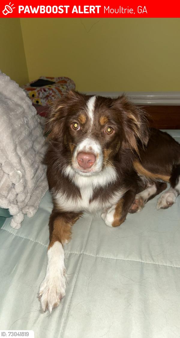Lost Female Dog last seen Tallokas road, Moultrie, GA 31788