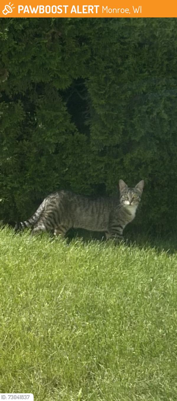 Found/Stray Unknown Cat last seen Near old Graceland Manor, Monroe, WI 53566