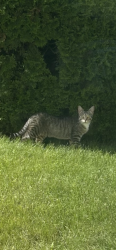 Found/Stray Unknown Cat last seen Near old Graceland Manor, Monroe, WI 53566