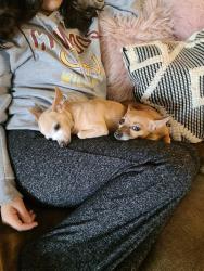 Lost Female Dog last seen Near Eastern Meadowlark way, Cypress, TX 77429