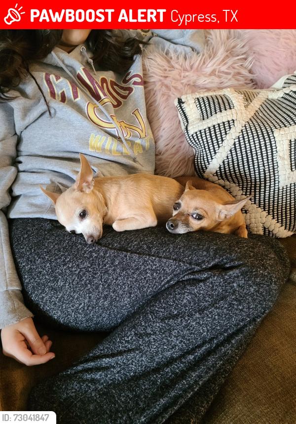 Lost Female Dog last seen Near Eastern Meadowlark way, Cypress, TX 77429