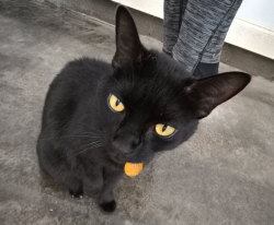 Lost Female Cat last seen Porter, Trenton, GA 30752