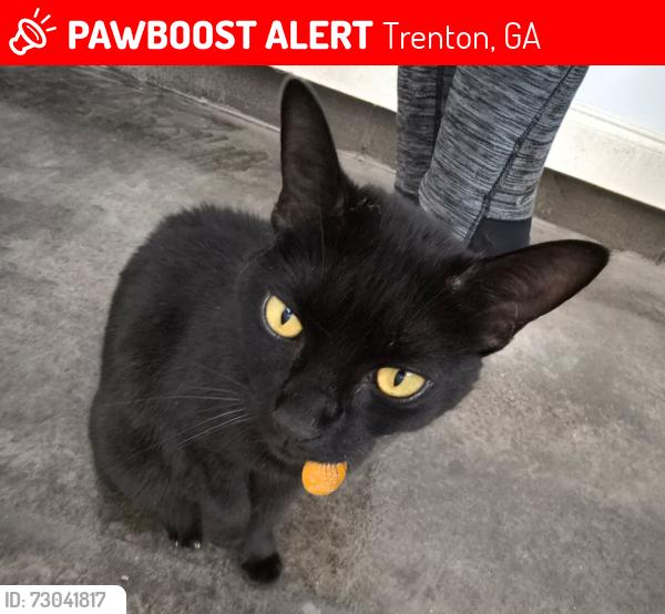 Lost Female Cat last seen Porter, Trenton, GA 30752