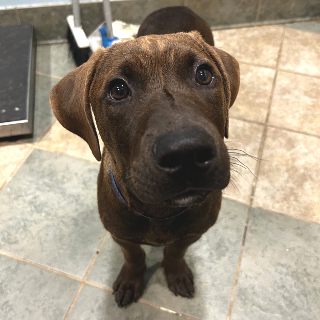 Shelter Stray Male Dog last seen , 4500 N Access Rd, Chattanooga, TN 37415, USA