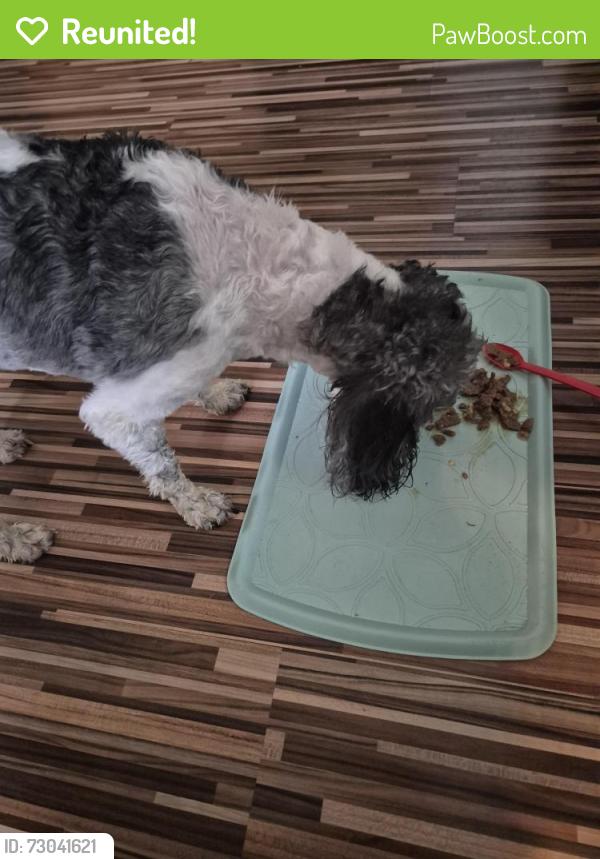 Reunited Male Dog last seen Hendren street  and hagys mill rd and ridge ave, Philadelphia, PA 19128