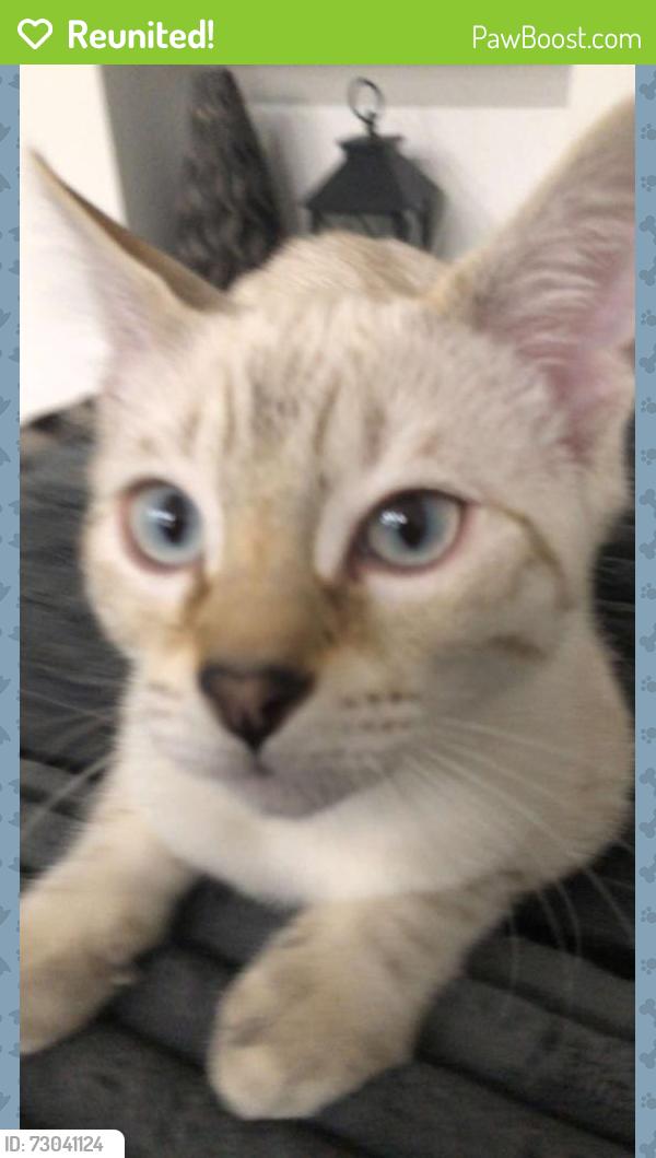 Reunited Male Cat last seen Rexal , Newmarket, ON L3X 2P9