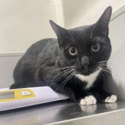 Shelter Stray Male Cat last seen , 3607 N Armenia Ave, Tampa, FL 33607, USA
