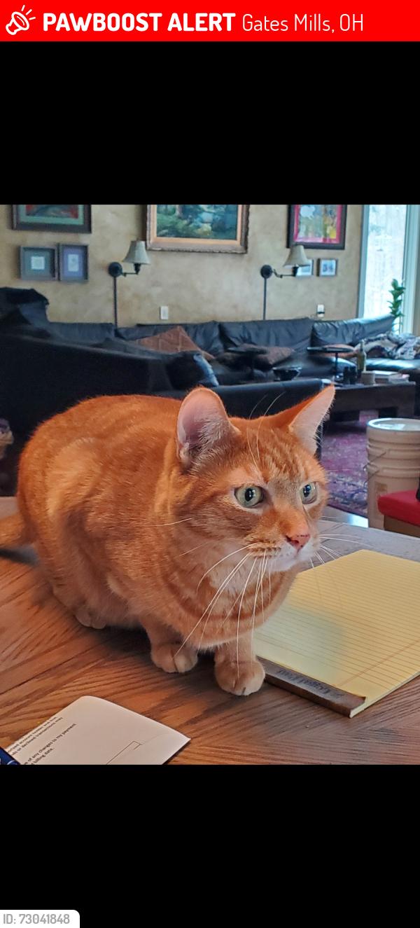 Lost Male Cat last seen Surrey Pl, Gates Mills, OH 44040