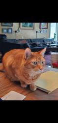 Lost Male Cat last seen Surrey Pl, Gates Mills, OH 44040