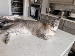 Reunited Female Cat last seen Near Carlson Creek Dr, Spring, TX 77380, USA, Spring, TX 77380