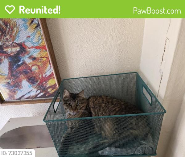 Reunited Female Cat last seen Mississippi and Tennyson st, Denver, CO 80219