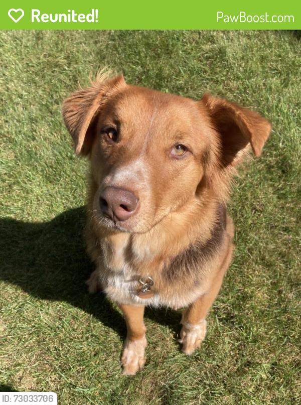 Reunited Female Dog last seen Trails behind steeplechase apmts by Parkview , Fort Wayne, IN 46845