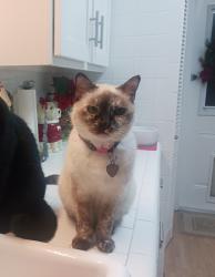 Lost Female Cat last seen Westbury,  Main Street Hillcroft/Luddington, Dawnridge/Braewick Dr, Houston, TX 77035