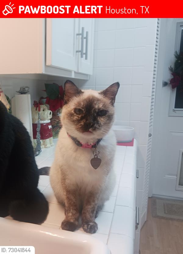 Lost Female Cat last seen Westbury,  Main Street Hillcroft/Luddington, Dawnridge/Braewick Dr, Houston, TX 77035