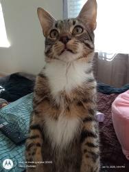 Lost Male Cat last seen trap shooter cir, longs sc, Horry County, SC 29568