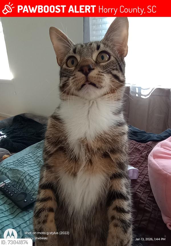 Lost Male Cat last seen trap shooter cir, longs sc, Horry County, SC 29568