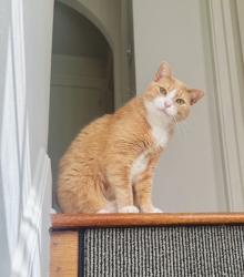 Reunited Male Cat last seen N. 2nd street and Wiconisco St., Harrisburg, PA 17110