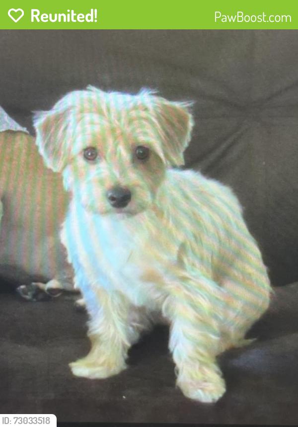Reunited Female Dog last seen Corbin & Devonshire , Los Angeles, CA 91311