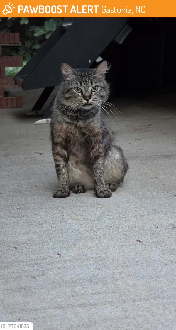 Found/Stray Male Cat last seen Crowder Creek Rd, Gastonia, NC 28052