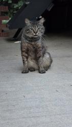 Found/Stray Male Cat last seen Crowder Creek Rd, Gastonia, NC 28052