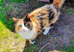 Lost Female Cat last seen Gordon Ave, Monroe, NJ 08094