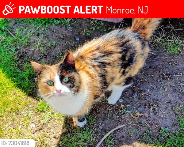 Lost Female Cat last seen Gordon Ave, Monroe, NJ 08094