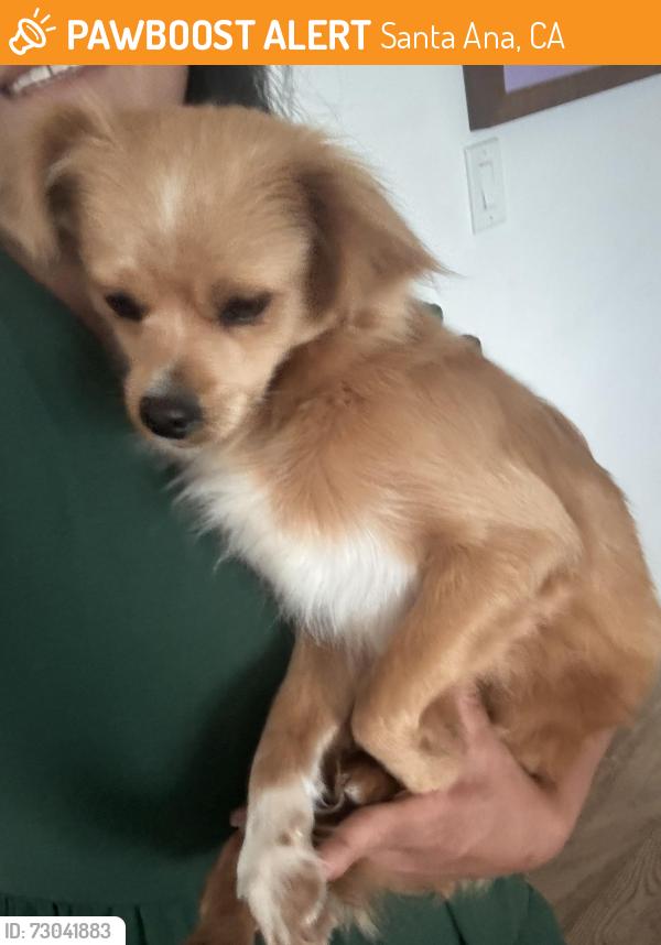 Found/Stray Female Dog last seen Magnolia & bristol, Santa Ana, CA 92707