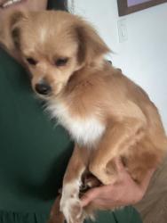 Found/Stray Female Dog last seen Magnolia & bristol, Santa Ana, CA 92707