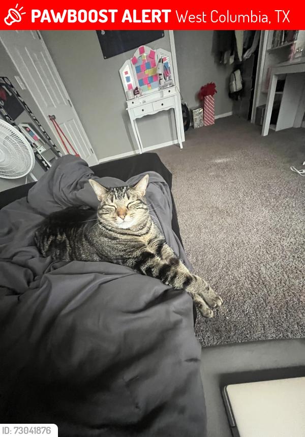Lost Female Cat last seen Capital Baptist Church, West Columbia, TX 77486