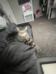 Lost Female Cat last seen Capital Baptist Church, West Columbia, TX 77486
