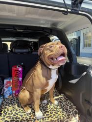 Lost Male Dog last seen Wilshire & Princeton , Fullerton, CA 92831