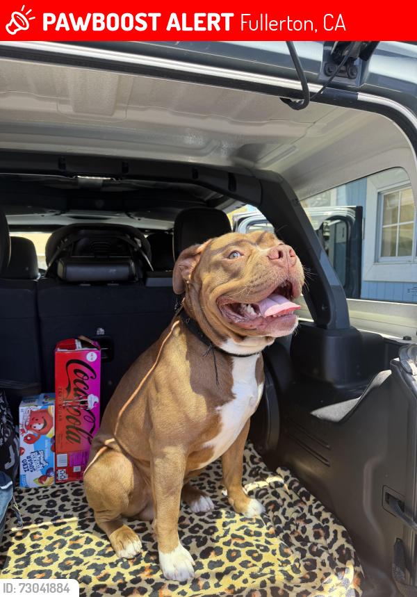 Lost Male Dog last seen Wilshire & Princeton , Fullerton, CA 92831