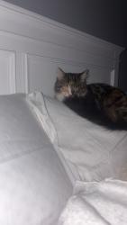 Lost Female Cat last seen Deerpath ct , stagbriar ct, Columbia, SC 29229